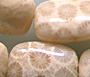 Fossil Coral